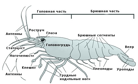 Анатомия креветки