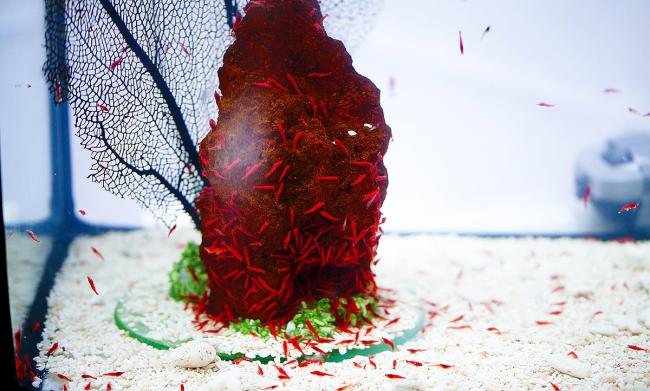 Гавайская красная креветка
