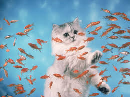 Кошки и аквариум