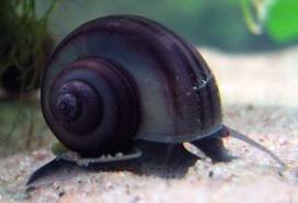 Black Mistery Snail