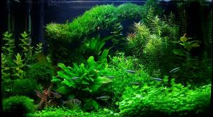 Удобрения для аквариумных растений