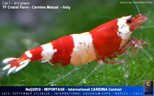 Caridina Conest 2013