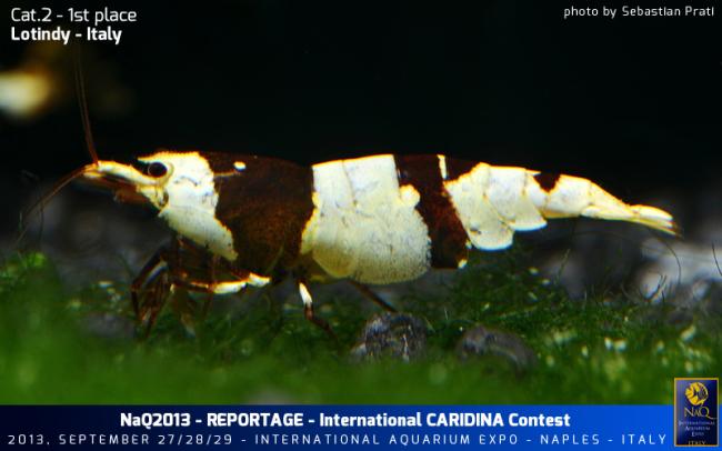 Caridina Conest 2013