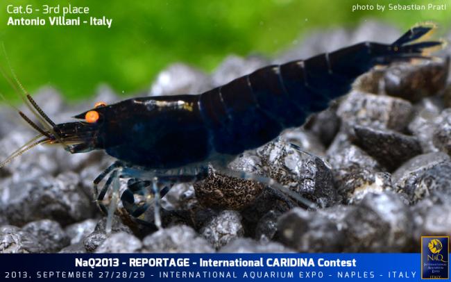 Caridina Conest 2013