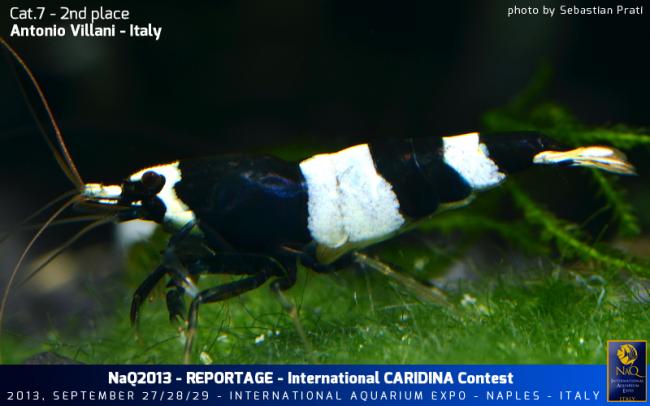 Caridina Conest 2013