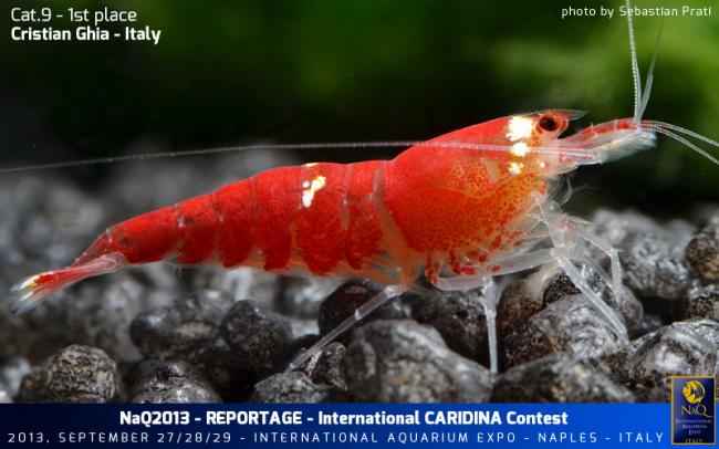 Caridina Conest 2013