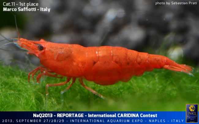 Caridina Conest 2013