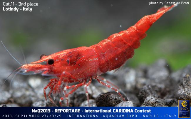 Caridina Conest 2013