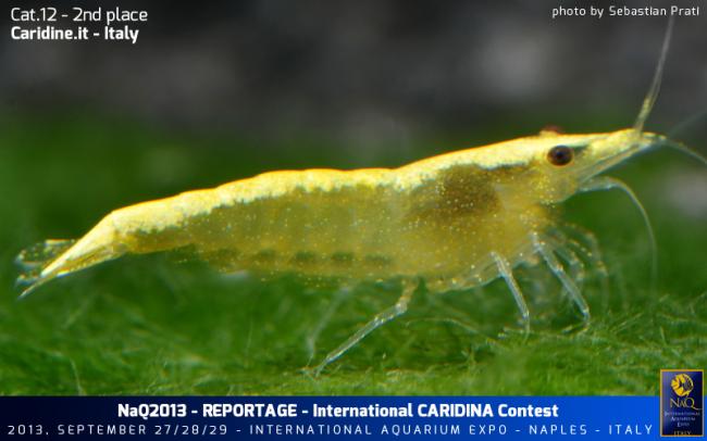 Caridina Conest 2013