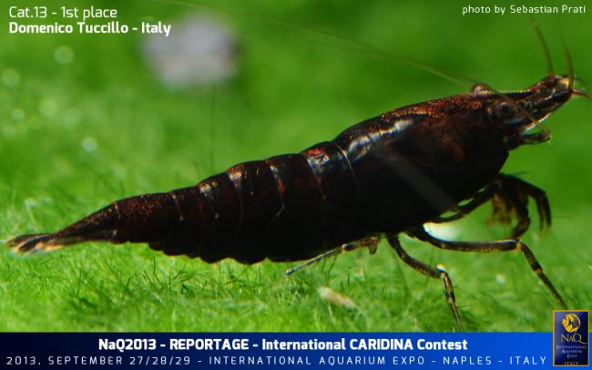 Caridina Conest 2013